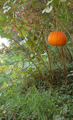 O Pumpkin Tree, O Pumpkin Tree ...